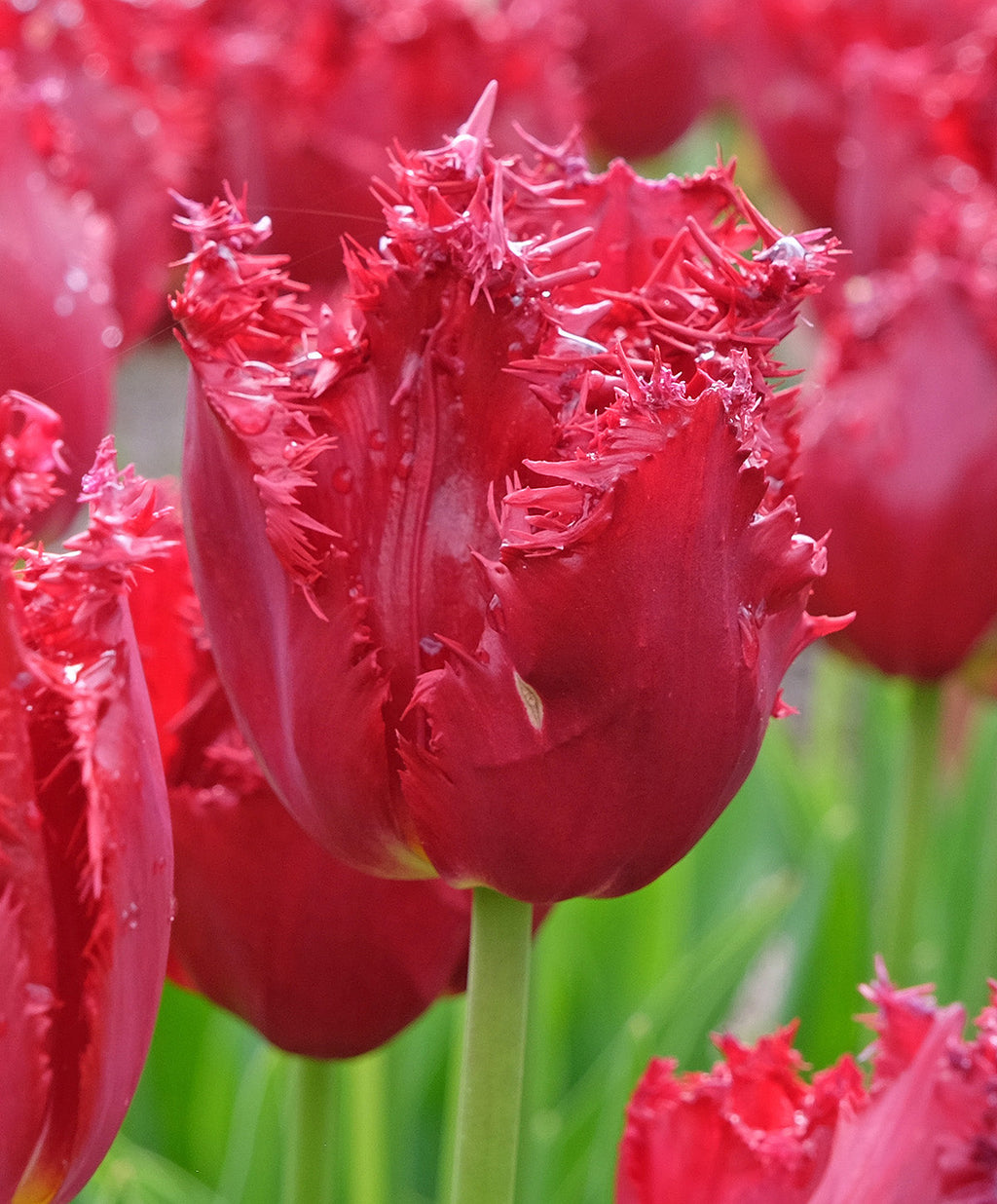 Versaci Fringed Tulip - 10 bulbs