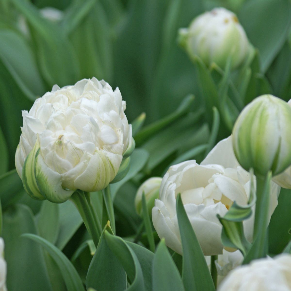 Tulip - Mount Tacoma