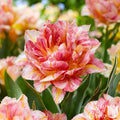 Tulip - Monte Prix