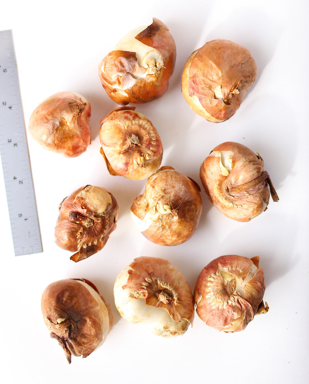 Versaci Fringed Tulip - 10 bulbs