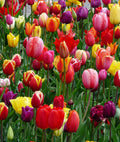 Mixed Tulips - 30 bulbs
