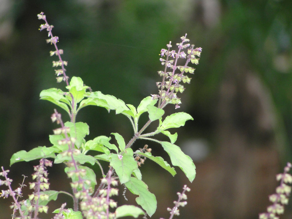 1000 Green Sacred Basil - Ocimum tenuiflorum Seeds