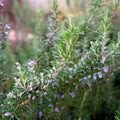 Organic Rosemary ‘Tuscan Blue’ Live Starter Plant, Aromatic Culinary Herb, Mediterranean Variety, Drought-Tolerant, Perennial