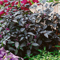 Twilight Creeper Pepper Seeds