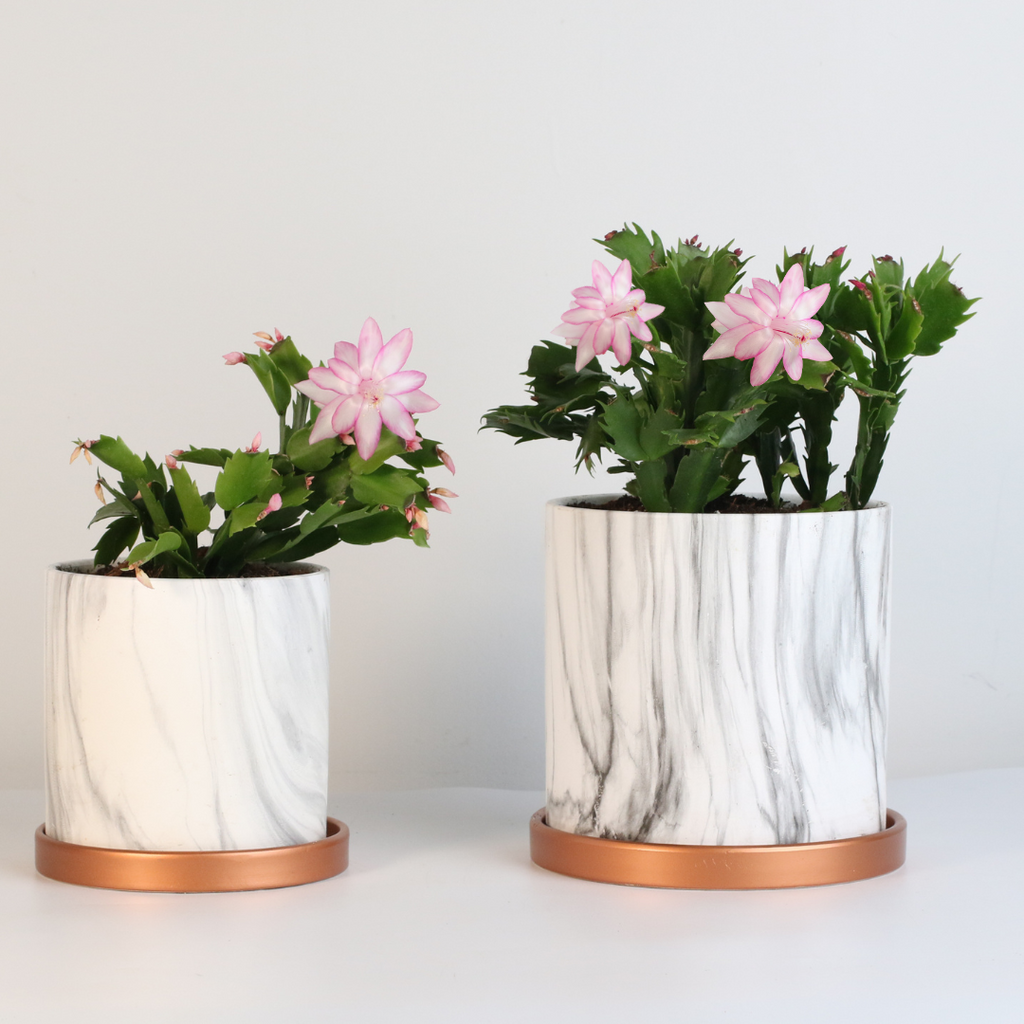 Zygo Cactus