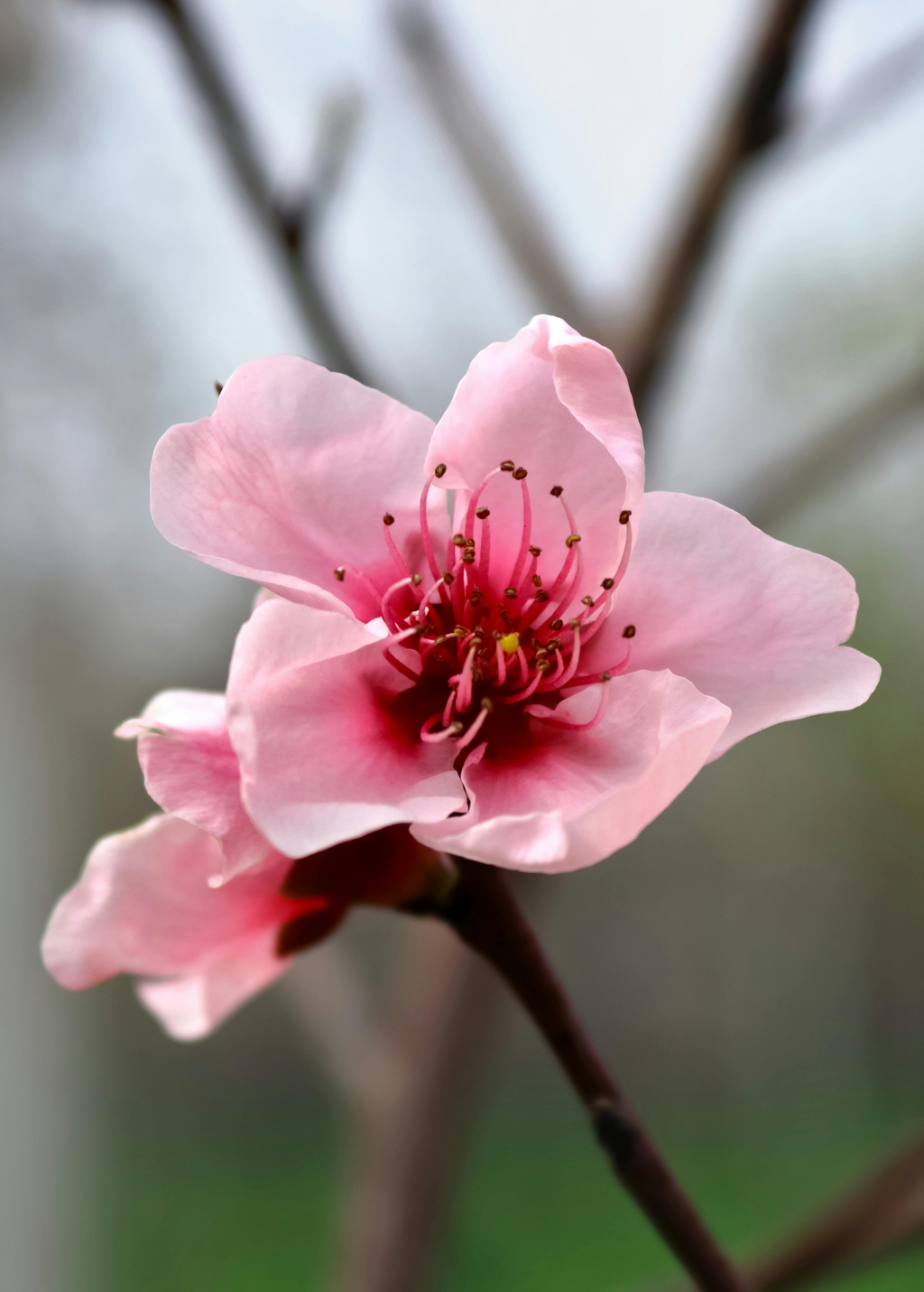 Peach 'UF Sun' (Prunus persica)