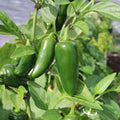 Tam Mild Jalapeño