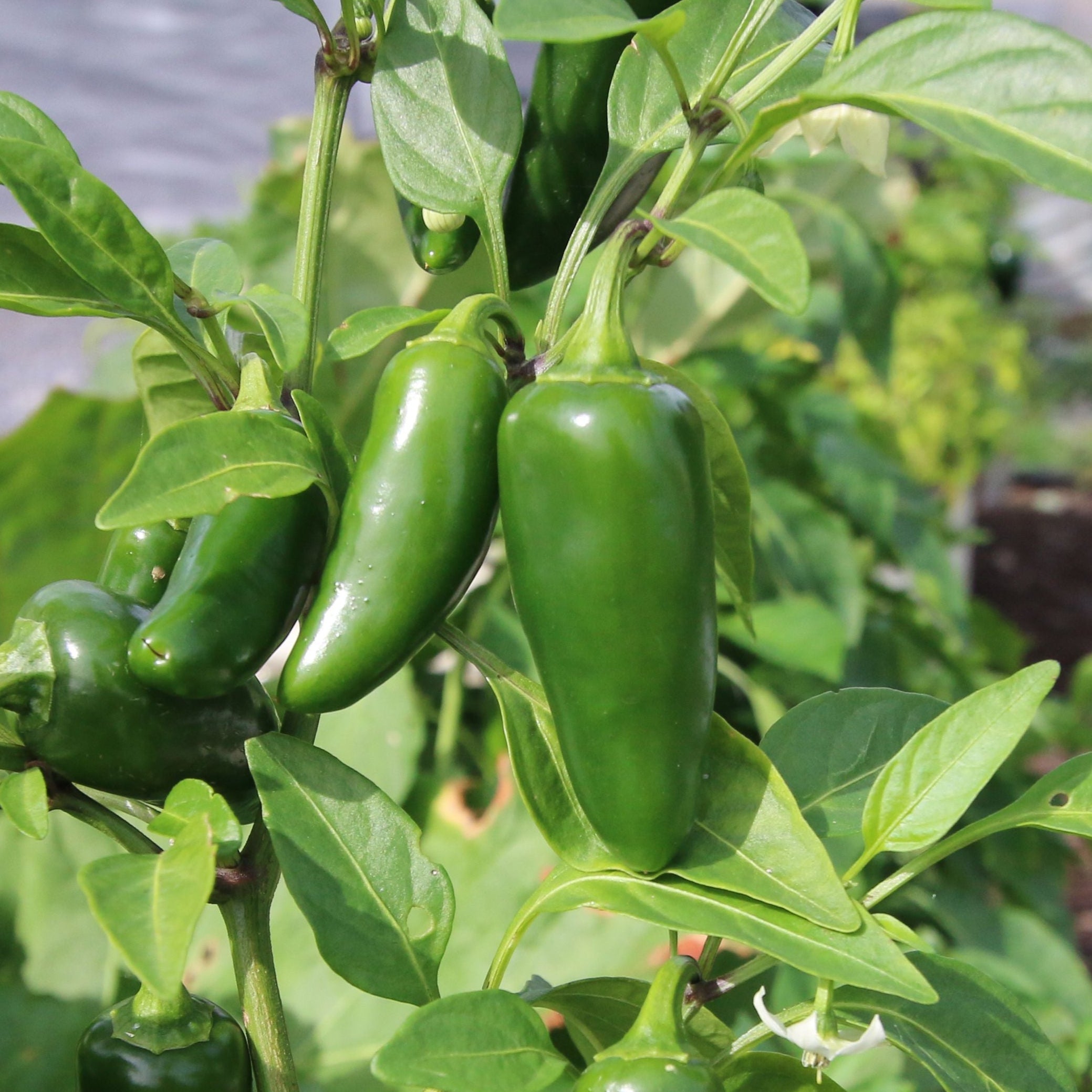 Tam Mild Jalapeño