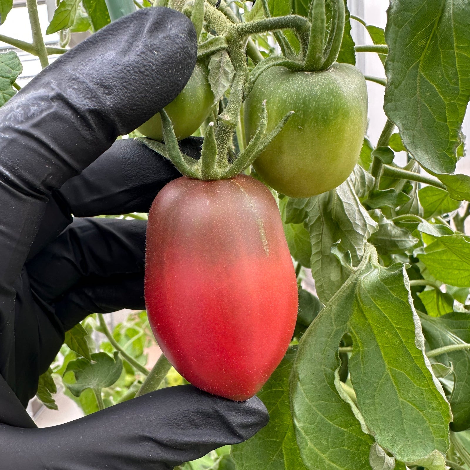 Ukrainian Purple Tomato Seeds