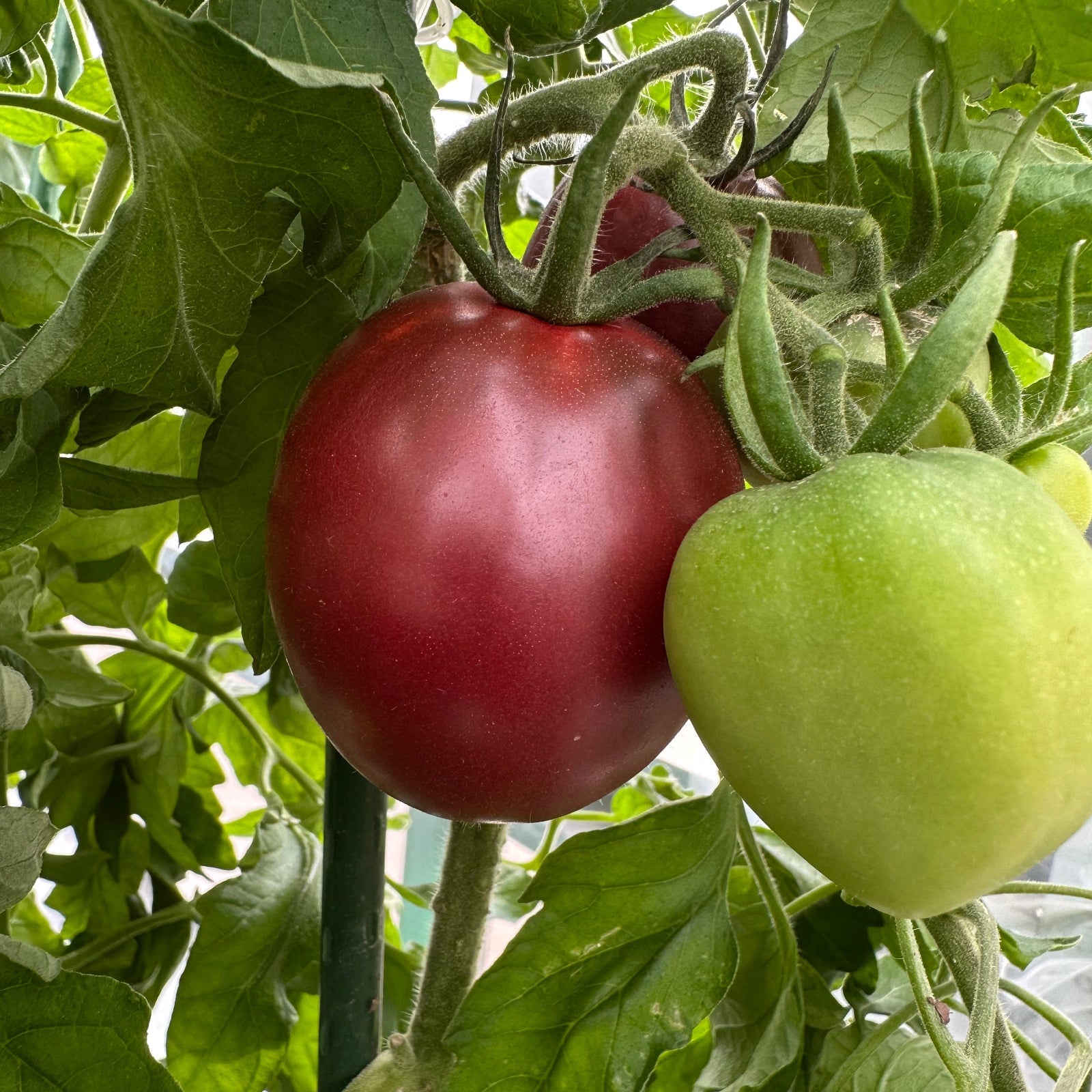Ukrainian Purple Tomato Seeds