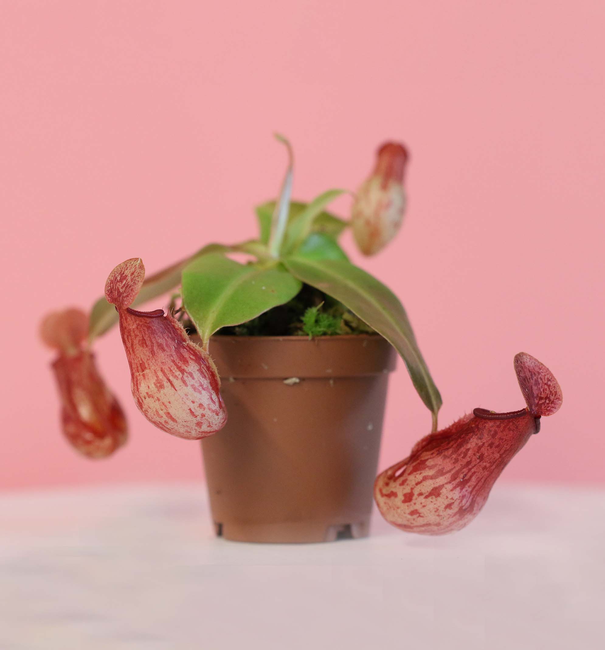 Tropical Pitcher Plant Nepenthes Gaya Carnivorous