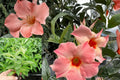 Live Giant Peach Sunrise Mandevilla Plant – 4–6 Inch Starter – Mandevilla Flowering Vine