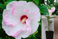 Ballet Slippers Hardy Hibiscus Live Plant – 1 Potted 2.5" Plant