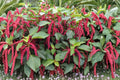 Chenille Firetail Acalypha 3 Live Plants – 4–6 Inch – Acalypha hispida
