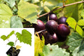 Delicious Muscadine Grape Live Plant – 3–8" – Vitis rotundifolia