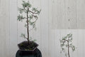 Carolina Sapphire Arizona Cypress Live Plant – Full Gallon Pot – Cupressus arizonica