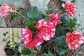 Governor Mouton Camellia Japonica Live Starter Plant – 1 Plant