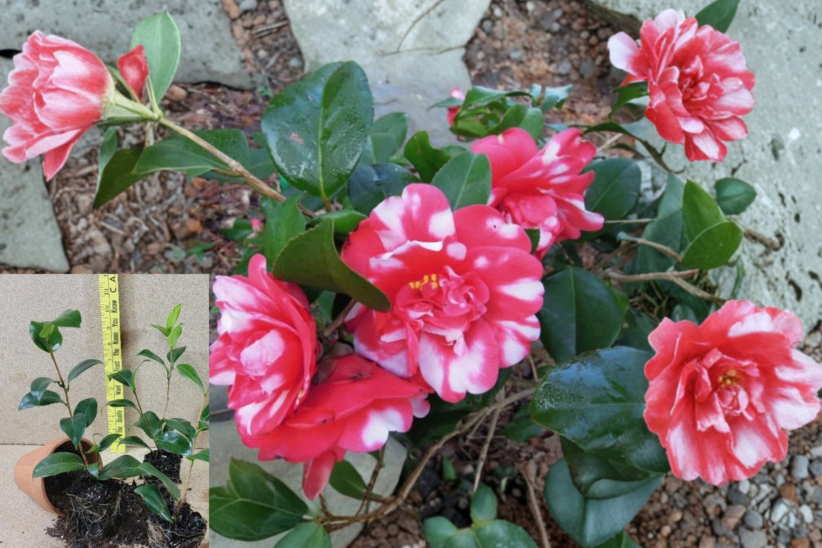Governor Mouton Camellia Japonica Live Starter Plant – 1 Plant