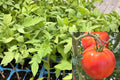 Big Beef Tomato 2 Live Plants – 6–10+ Inch – Solanum lycopersicum