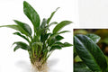 Anubias Frazeri Large Live Aquarium Plant 4–6 Inches – Freshwater