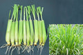 10 Live Lemongrass Plants 7–10 Inches Tall – Cymbopogon citratus