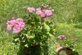 Pink Bel Double Geranium Live Potted Plant – Pelargonium