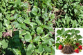 Eversweet Everbearing Strawberry 10 Live Rooted Plugs – Fragaria × ananassa
