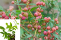 Pink Lemonade Blueberry Live Plant – 3–8 Inch – Vaccinium