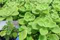 3 Vicks Plants – 4–6 Inch Live Starter Plants – Plectranthus tomentosa