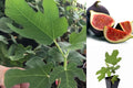 Black Mission Fig Live Plant – 3–8"+ Tall – 2" Pot – Ficus carica
