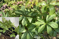 20 Hellebore Live Rooted Starter Plants – Bare Root – Helleborus Perennial