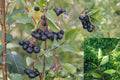 Black Chokeberry Live Rooted Plant – Aronia melanocarpa