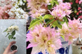 Double Pink Bougainvillea Live Plant – Pink Flowering Houseplant