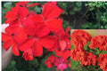Orange Red Zonal Geranium – 5 Cuttings – Pelargonium Live Plant