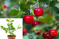 Barbados Cherry Live Plant – 4-Inch Pot – Malpighia emarginata