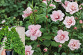 Blushing Bride Rose of Sharon Live Plant 1 QT – Hibiscus syriacus