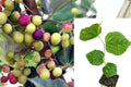 Sherbet Berry Live Plant – Grewia asiatica – 3–8" Tall