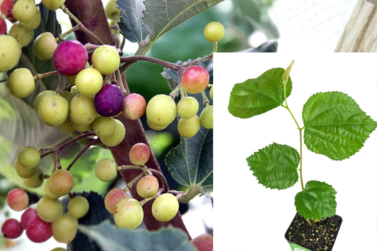 Sherbet Berry Live Plant – Grewia asiatica – 3–8" Tall