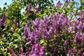 Common Lilac 1 Live Bare Root Plant – Syringa vulgaris