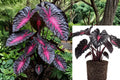 Colocasia ‘Redemption’ Live Plant – 2–5 Inch Starter – Elephant Ear