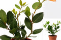 Bay Laurel Live Plant 1 Plant, 10 Inches Tall, 4-Inch Pot – Laurus nobilis
