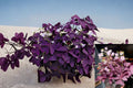 Purple Shamrock Live Plant 4-Inch Pot – Oxalis triangularis