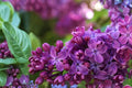 Congo French Lilac Live Plant – 6–8 Inch Shrub – Syringa vulgaris