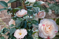 April Dawn Camellia Japonica 1 Live Starter Plant – Camellia japonica