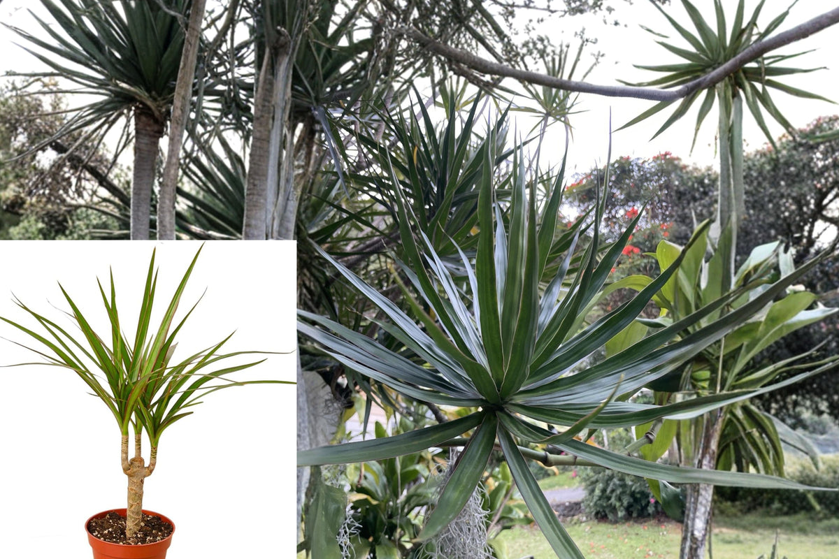 3 Dracaena Marginata Cuttings – Madagascar Dragon Tree Live Plant