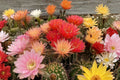 Live Hybrid Echinopsis Cactus Plant – Flowering Succulent