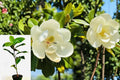 Southern Magnolia Live Plant – 1 Plant in 2-Inch Pot