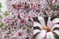Leonard Messel Magnolia Live Plant – 1 Plant in 3.5 Inch Pot