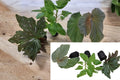 Angel Wing Begonia 3 Live Starter Plants – Assorted Begonia Houseplants