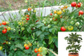 Tiny Tim Tomato 2 Live Plants – Dwarf Cherry Tomato – Solanum lycopersicum